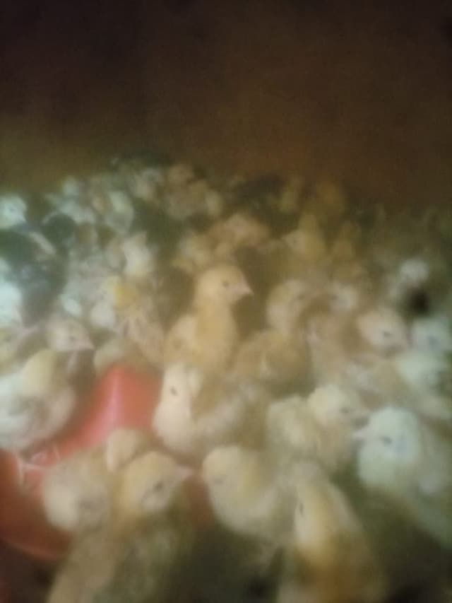 Week old chicks